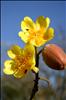 Cochlospermum vitifolium (Willd.) Spreng.